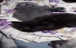 British Longhair cats for sale: 3 stunning longhaired british x  - Image 5