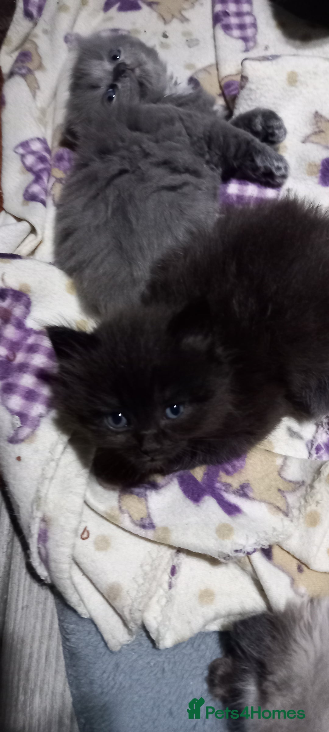 British Longhair cats for sale: 3 stunning longhaired british x  - Image 5