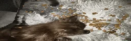 Maine Coon cats for sale: Reserved mainecoon fluff baby ball kitties - Advert 10