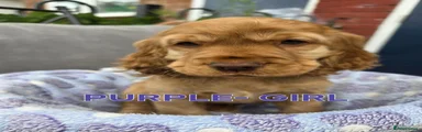 Cocker Spaniel 3 Purple