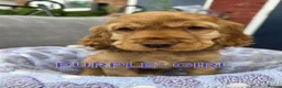Cocker Spaniel dogs for sale: Beautiful 100% Cocker Spaniel puppies- litter of 6 - Advert 30