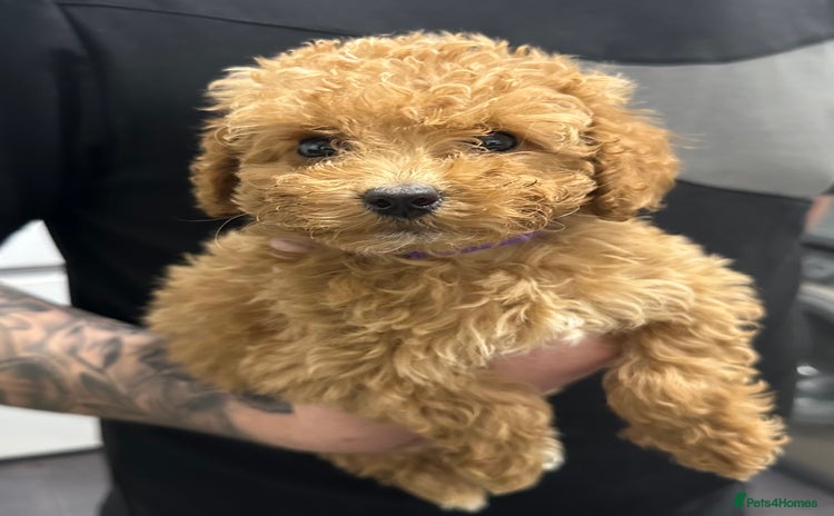 Cockapoo dogs - Advert 3