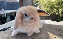 Mini Lop rabbits for sale: Mini lops ready to reserve  - Image 6