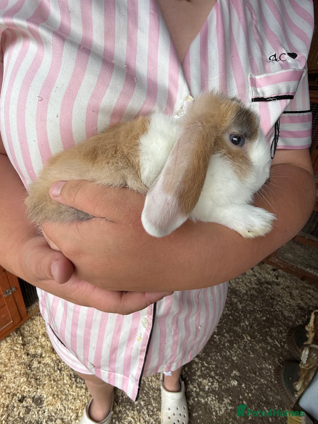Mini Lop rabbits for sale: 1 beautiful mini lops for sale  - Image 15