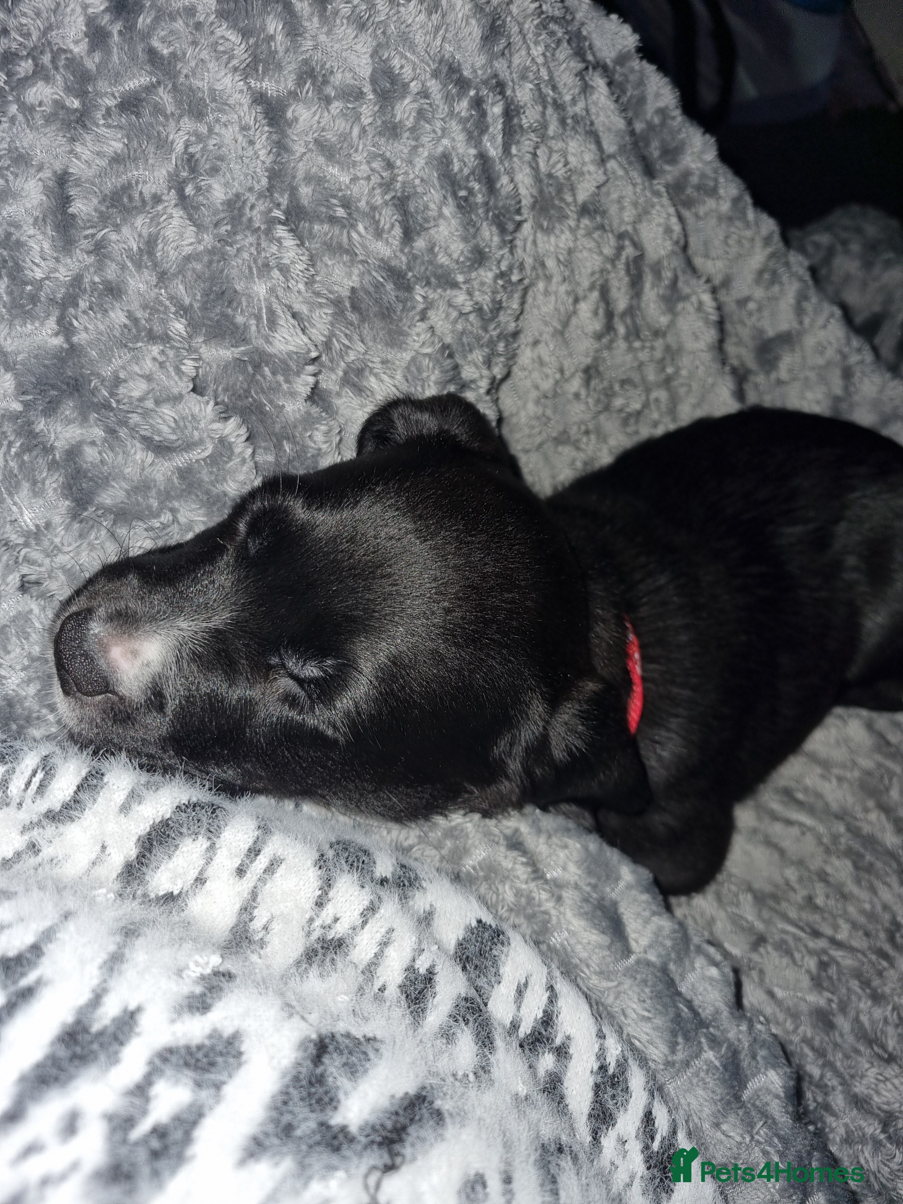 Mixed Breed dogs 1 xx Stunning Girls Left Staffador Puppies  - Advert 15