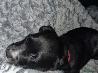 Mixed Breed dogs 1 xx Stunning Girls Left Staffador Puppies - Advert 15