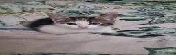Mixed Breed cats for sale: Kittens  - Advert 13