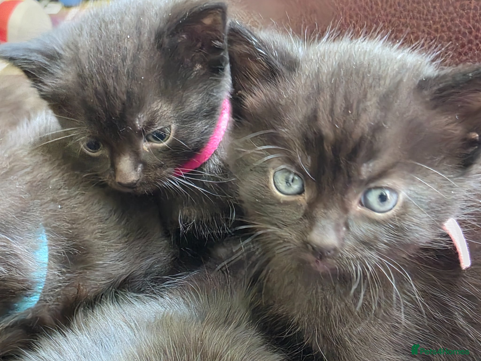 Mixed Breed cats Mini Maine Coon x British short hair  - Advert 1