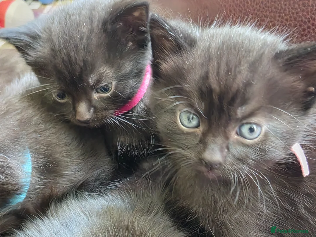 Mixed Breed cats for sale: Mini Maine Coon x British short hair  - Advert 1