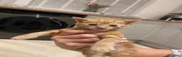 Domestic Shorthair cats for sale: Ginger Domestic Kitten  - Advert 6