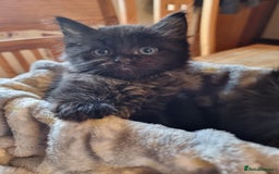 Ragdoll cats for sale: 6 Ragdoll x kittens, available now - Image 1