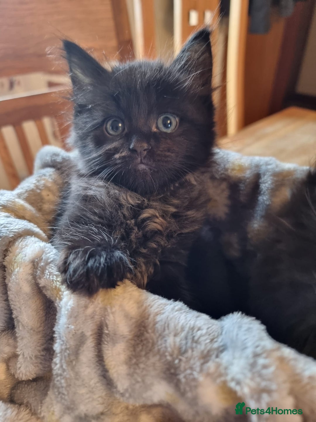 Ragdoll cats for sale: 6 Ragdoll x kittens, available now - Image 1