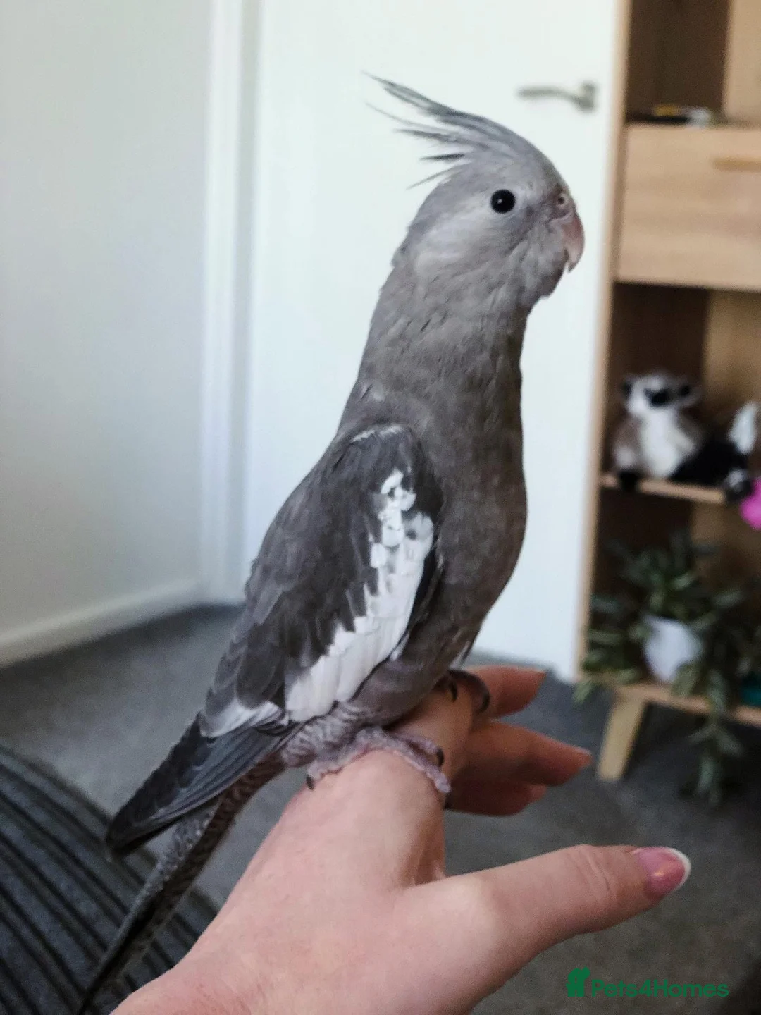 Cockatiels birds for sale: Sadly needing to re-home Penny - Advert 1