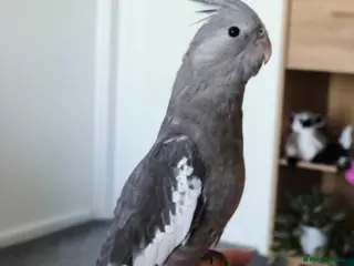 Cockatiels birds Sadly needing to re-home Penny - Advert 3