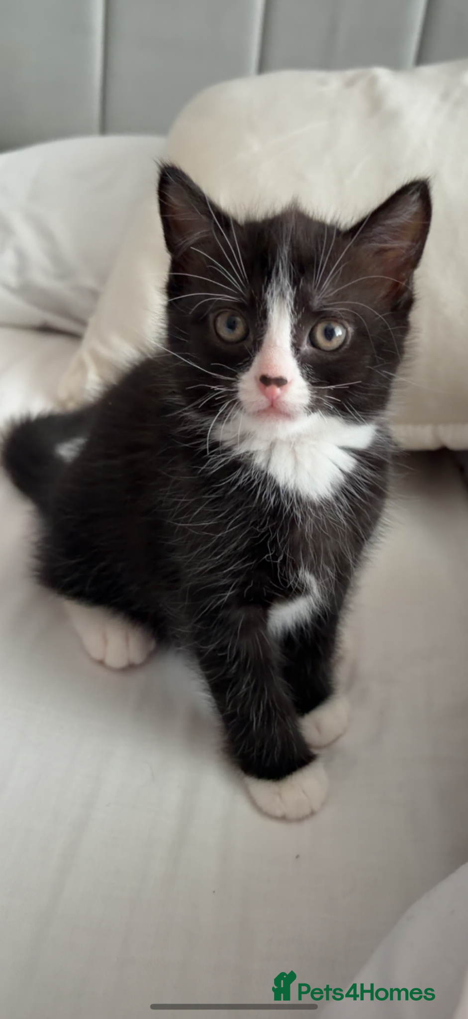 Mixed Breed cats Beautiful kittens ready for homes - Advert 17