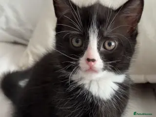 Mixed Breed cats Gorgeous cuddly boy left - Advert 1