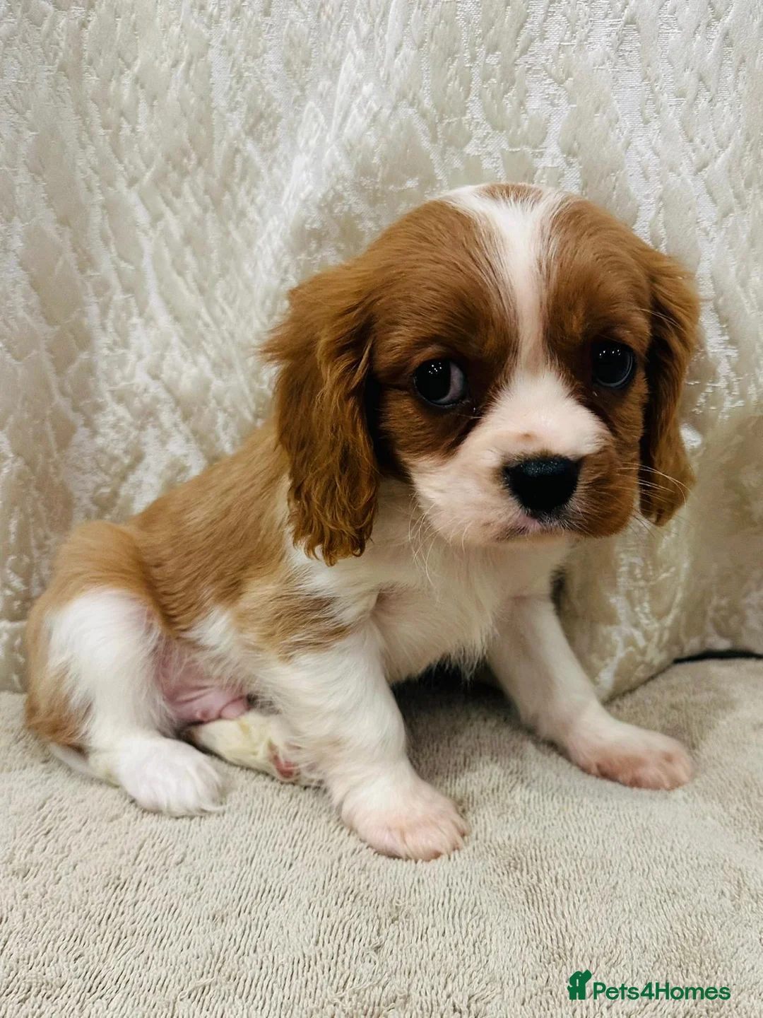 Cavalier King Charles Spaniel dogs for sale: Cavalier King Charles  in Deal - Advert 11