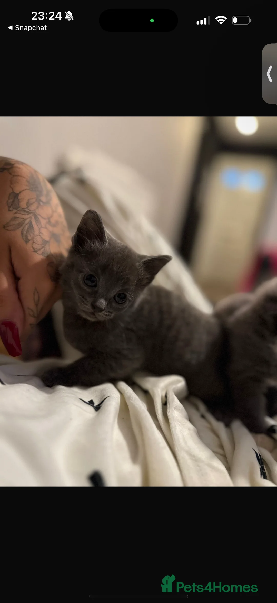 Munchkin cats for sale: Beautiful grey munchkin kitten  - Advert 3