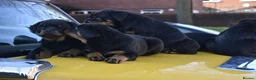 Rottweiler dogs for sale: Champion-Bred Rottweiler Puppies for Loving Homes - Advert 25