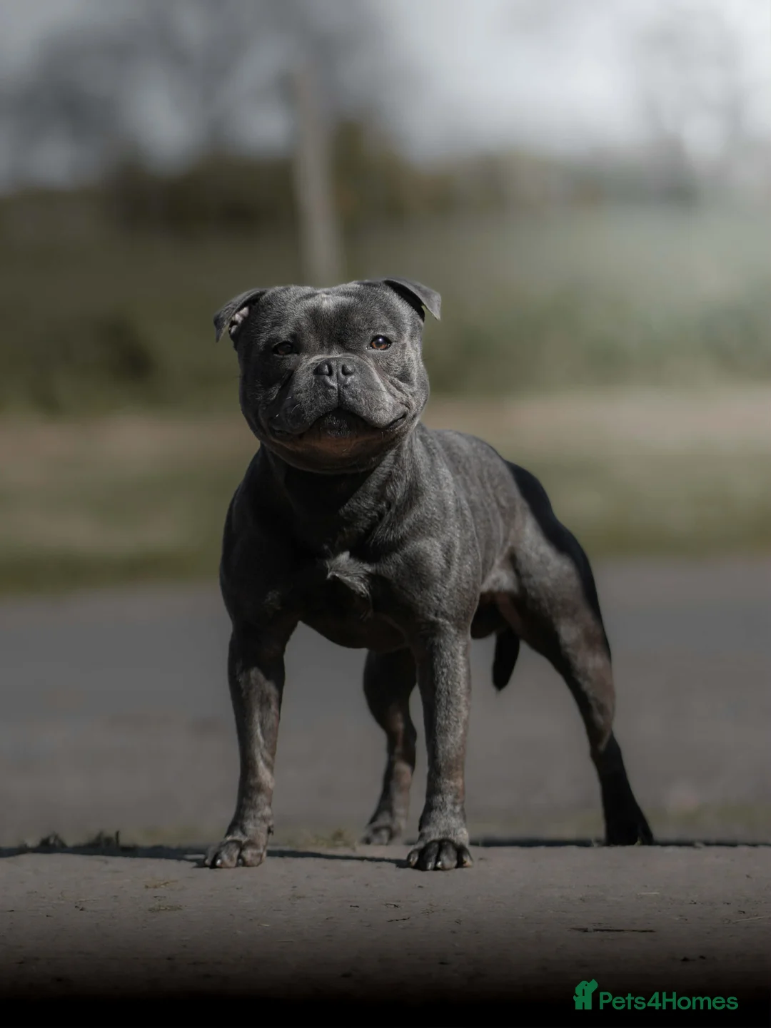 Staffordshire Bull Terrier dogs for stud: Exceptional Blue Stafford stud  - Advert 2