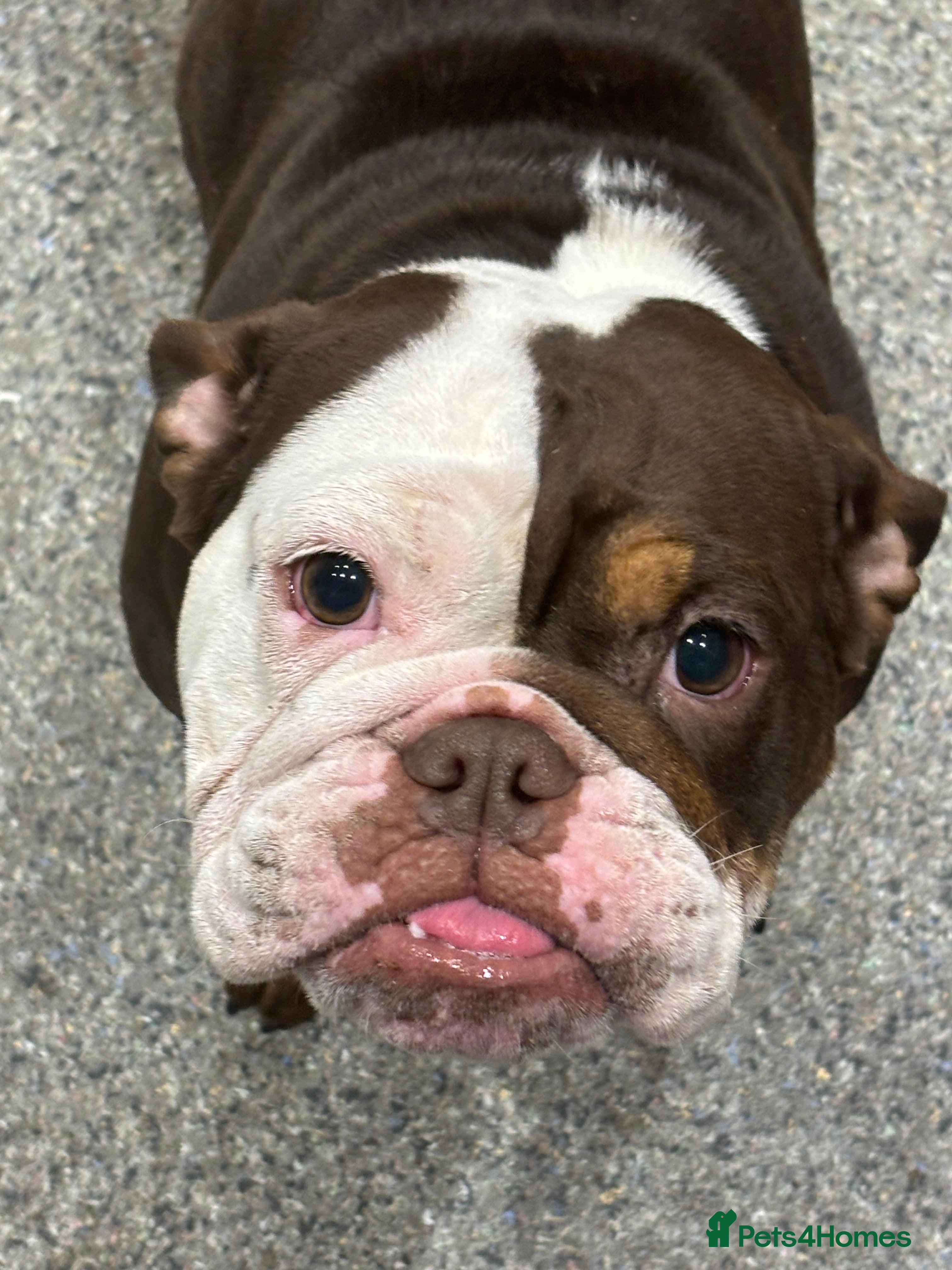 English Bulldog dogs English bulldog - Female, 3 years old  - Advert 1