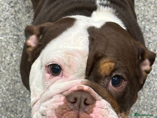 English Bulldog dogs English bulldog - Female, 3 years old - Advert 2