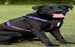 Labrador Retriever dogs for adoption: MOCHA - a Lovely, Young Girl for a Loving Home - Image 5