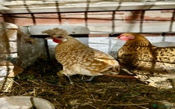 Chickens poultry for sale: Two young hens for sale - Image 1