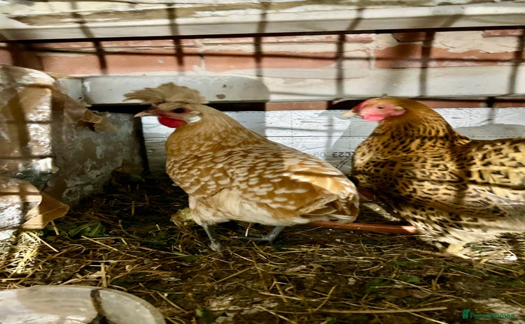 Chickens poultry - Advert 1