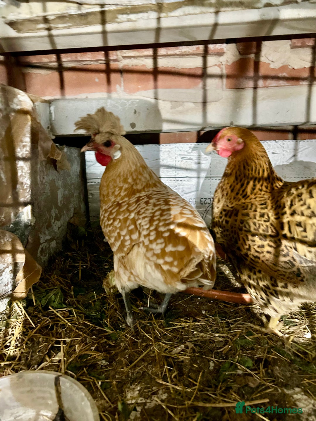 Chickens poultry for sale: Two young hens for sale - Image 1
