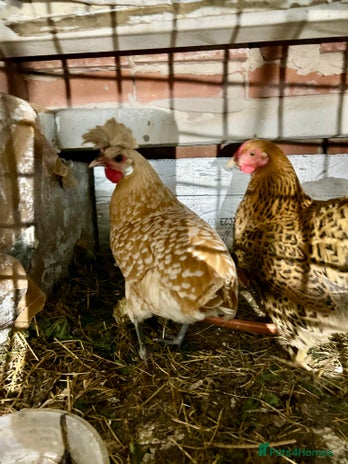 Chickens poultry - Advert 8