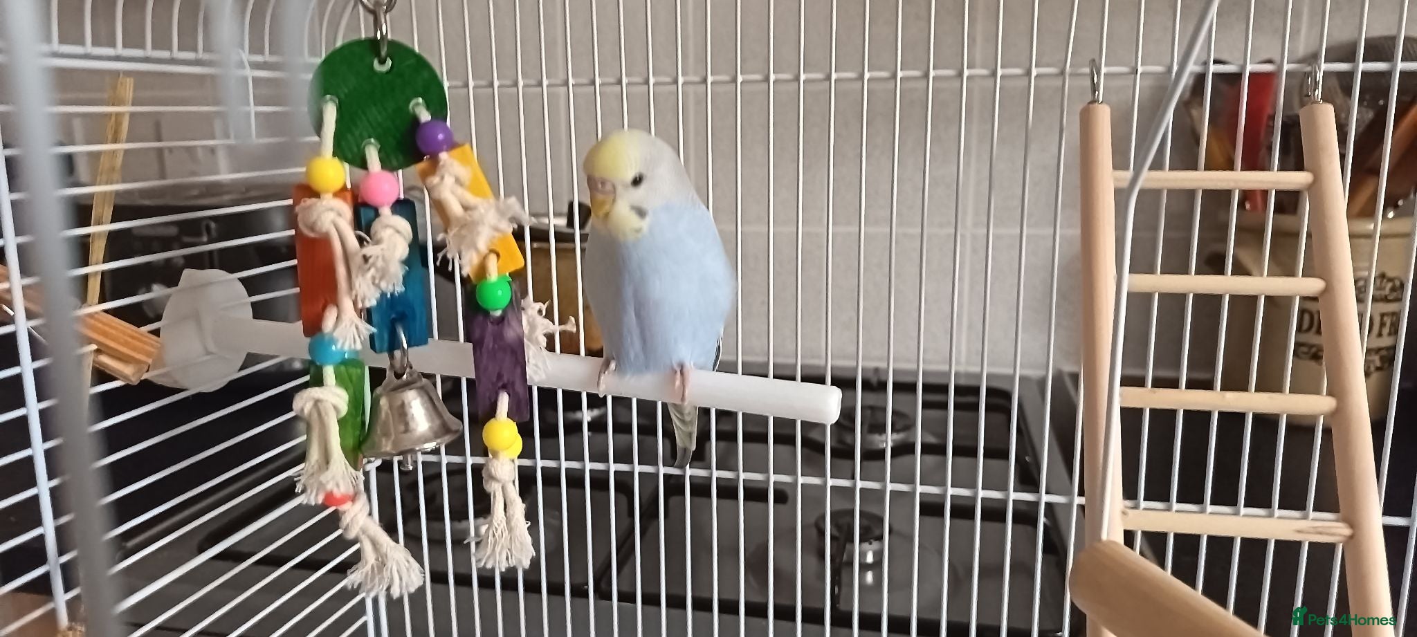 Budgerigars birds Nice baby budgie - Advert 6