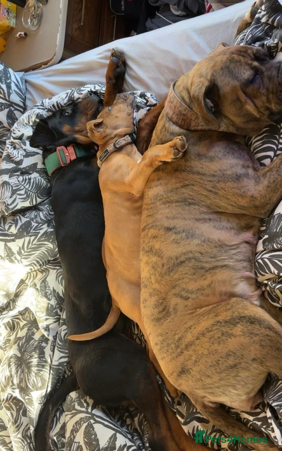 Rottweiler dogs for sale: Lottie the Rottie - Advert 2