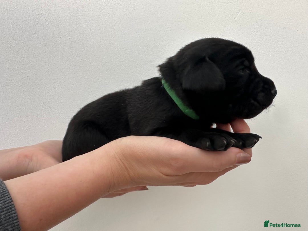 Labrador Retriever dogs for sale: Beautiful kc reg black labradors - Advert 5