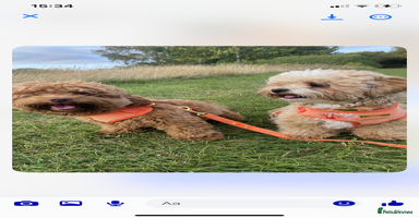 Mixed Breed dogs - Advert 6