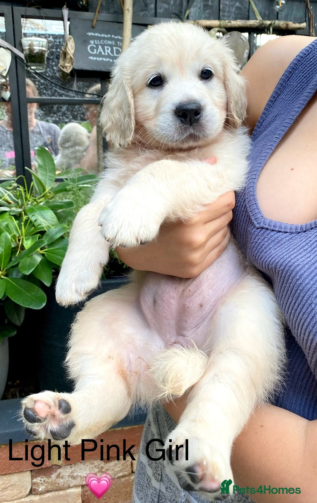 Golden Retriever dogs for sale: Exceptional KC Goldens- MULTI Champions Bloodline - Image 20