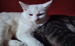 Maine Coon cats for sale: British long hair x mainecoone  - Image 3