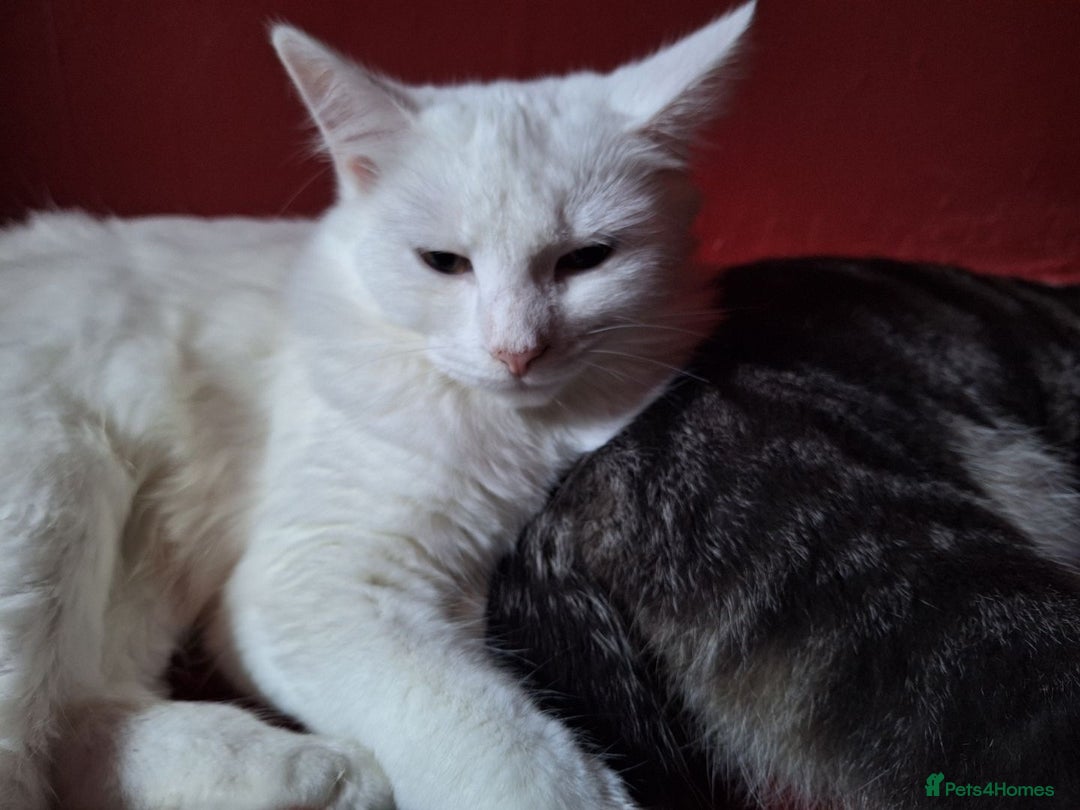 Maine Coon cats for sale: British long hair x mainecoone  - Image 3