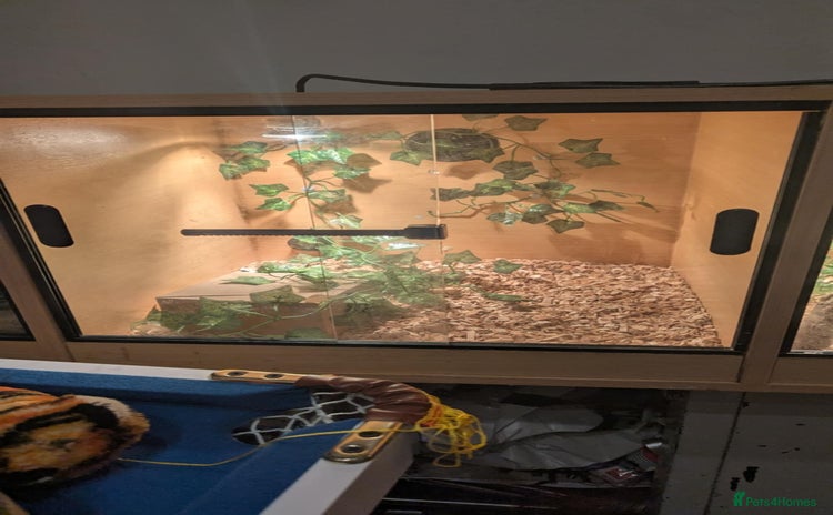 Boa Snake reptiles in Blackwood - Advert 1