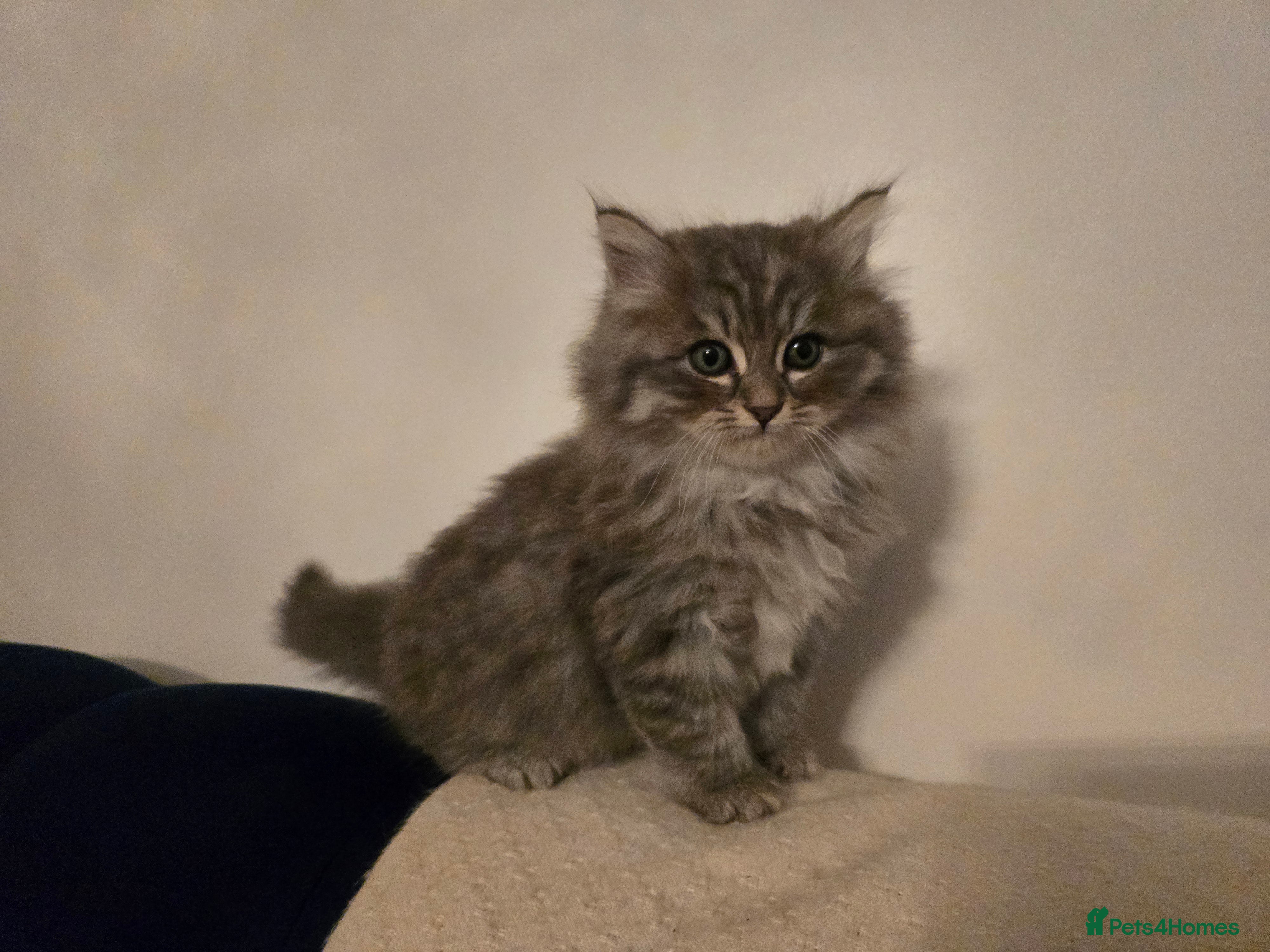 Siberian cats Beautiful fluffy Siberian kittens - Advert 8