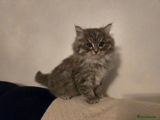 Siberian cats Beautiful fluffy Siberian kittens - Advert 17