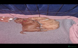 Cockapoo dogs for sale: Adorable red f1b toy cockapoos  - Advert 12