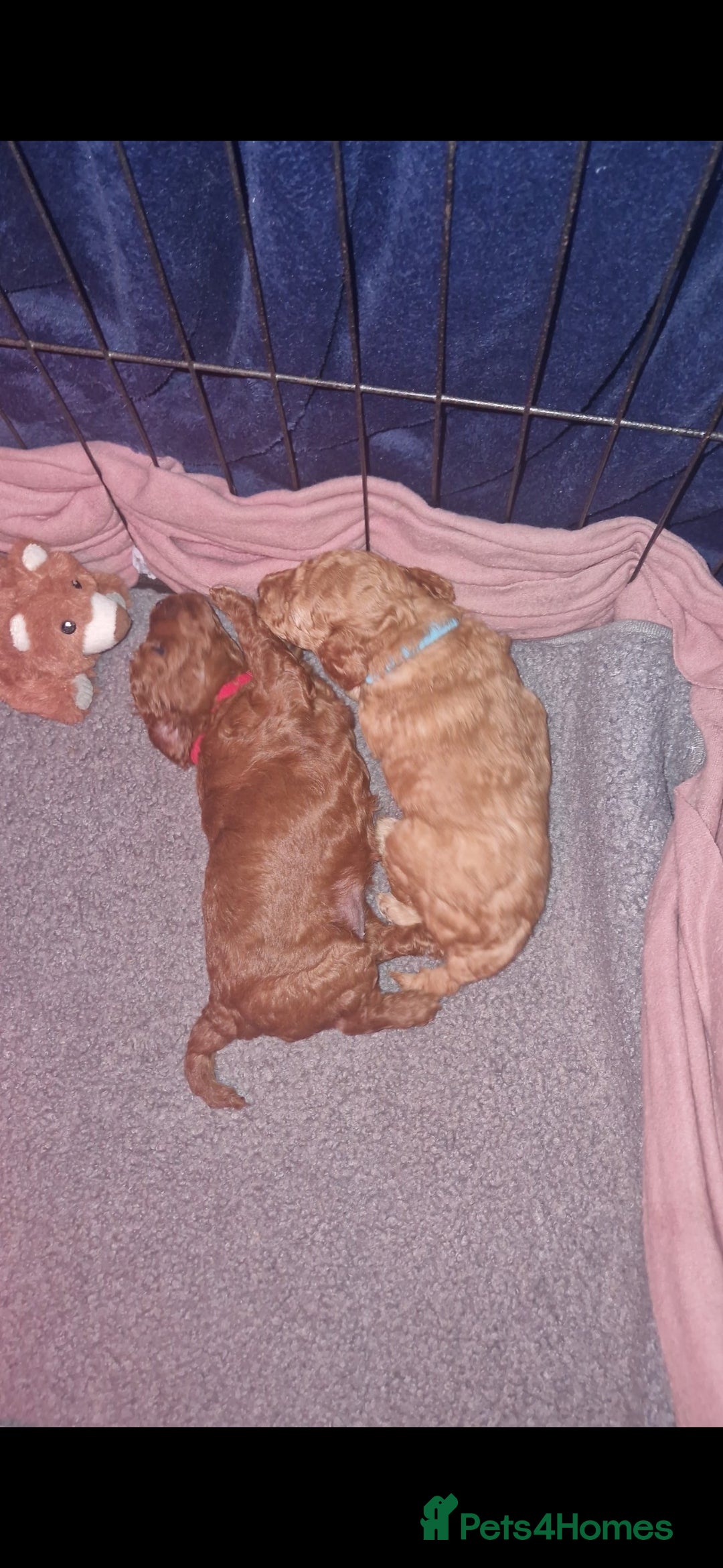 Cockapoo dogs for sale: Adorable red f1b toy cockapoos  - Advert 12