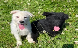 German Shepherd dogs for sale: German shepherd pups - Image 2