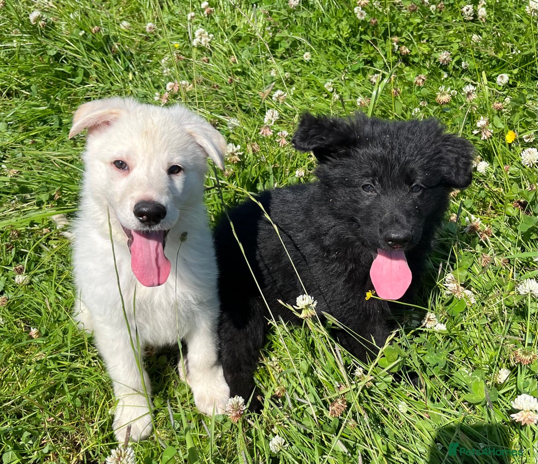 German Shepherd dogs for sale: German shepherd pups - Image 2