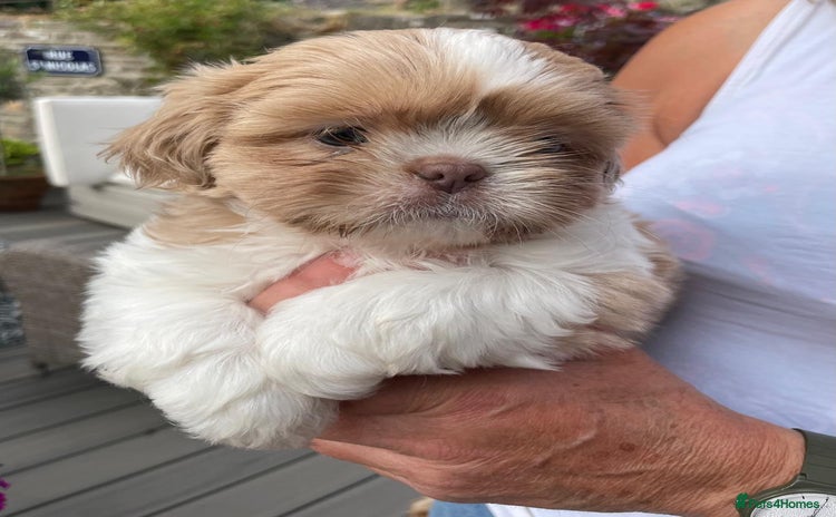 Shih Tzu dogs - Advert 5