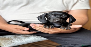 Dachshund dogs - Advert 8
