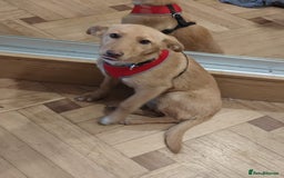 Mixed Breed dogs for adoption: ❤️Hope&Joy — two 7(8) months small sisters❤️ - Advert 7