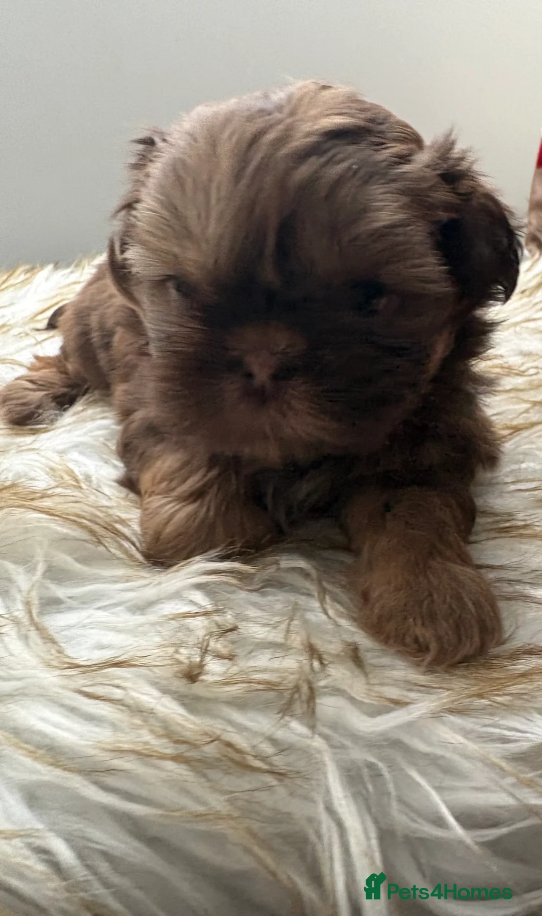 Shih Tzu dogs for sale: 3 Beautiful Puppys - Advert 12