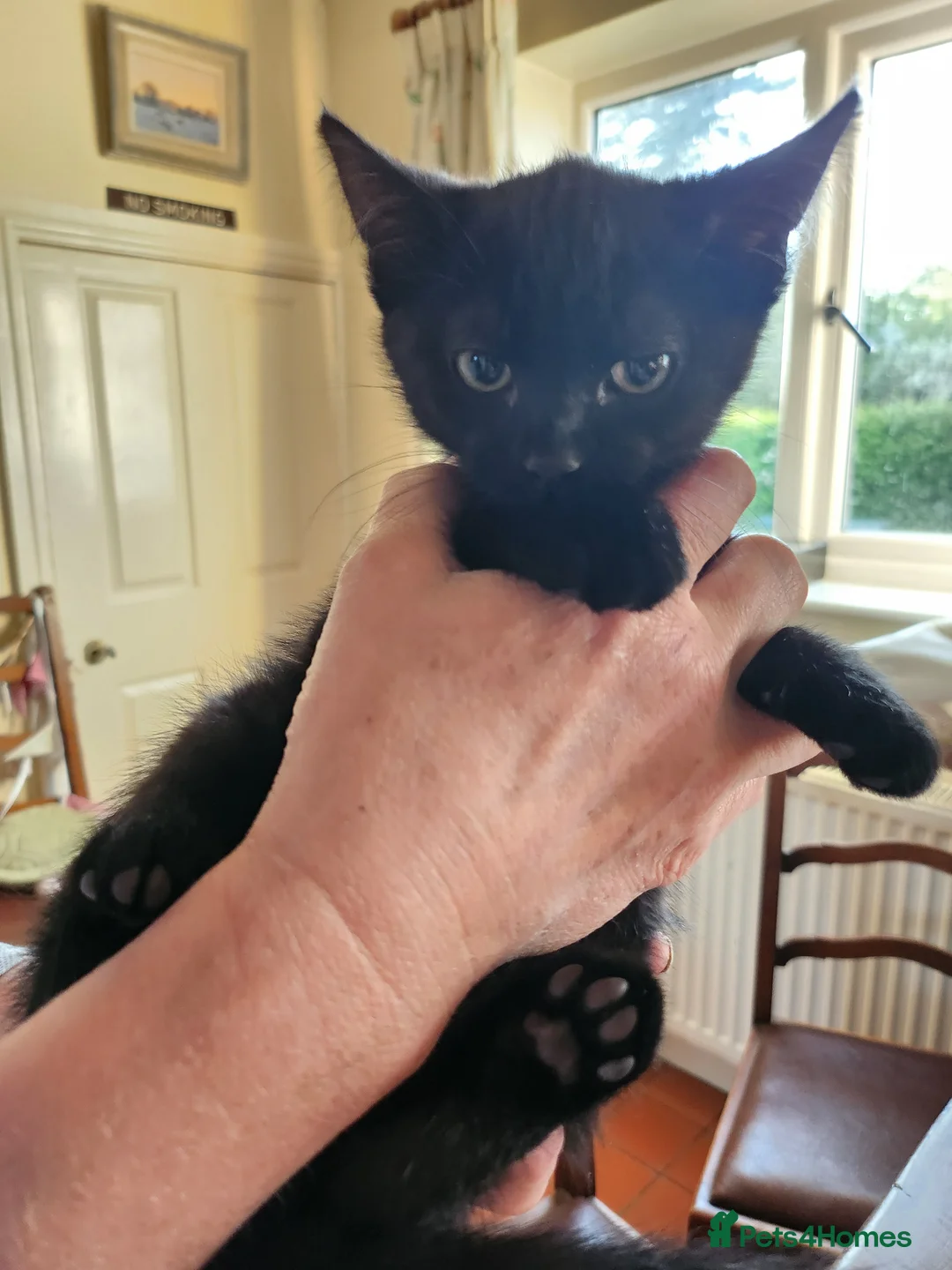 Mixed Breed cats for sale: 2 kittens for sale  - Advert 2